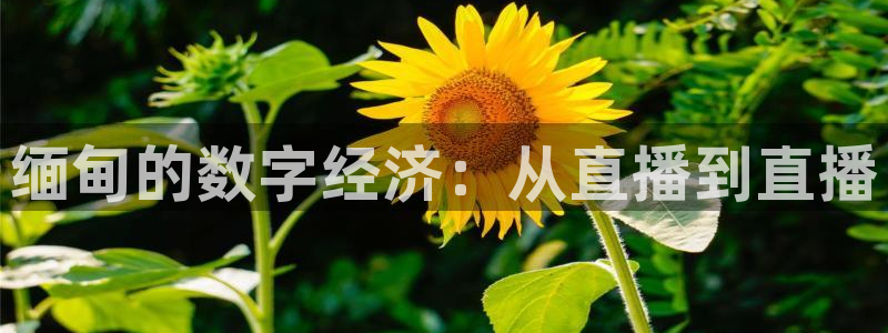 球友体育免费看nba：缅甸的数字经济：从直播到直播